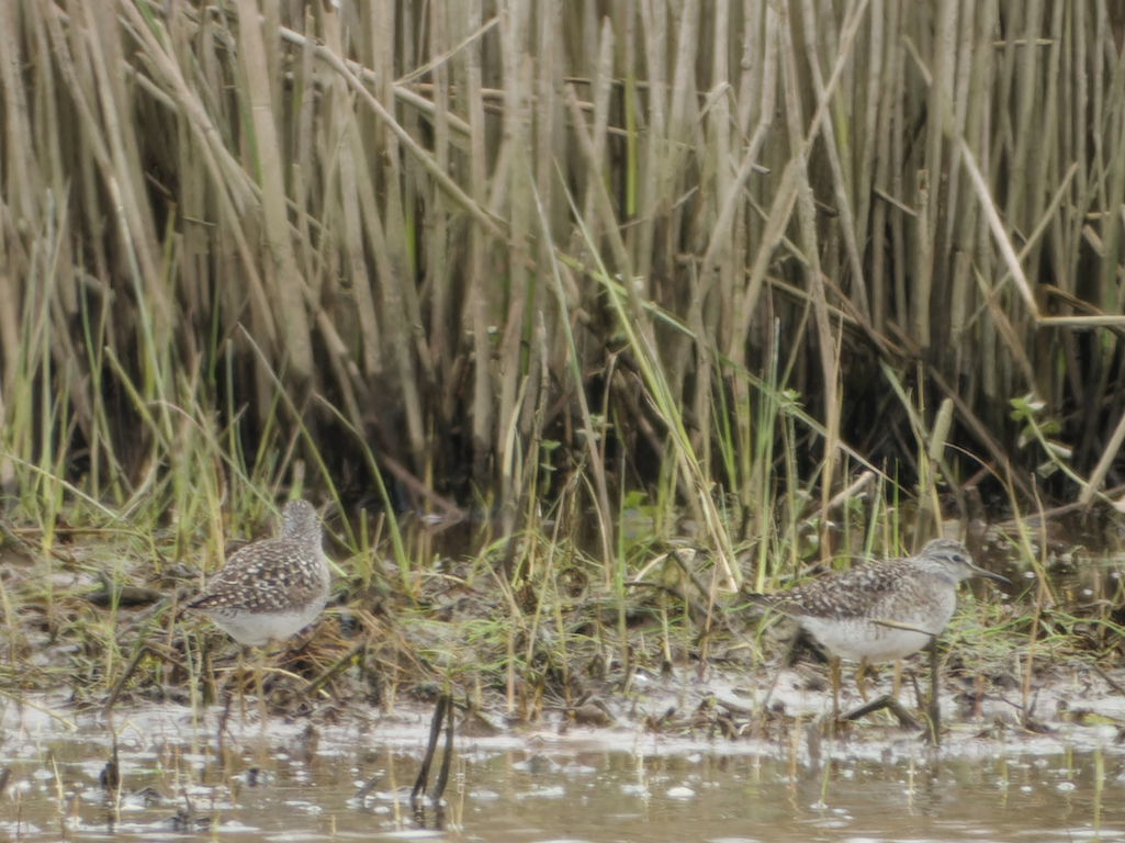 Photo of Wood Sandpiper